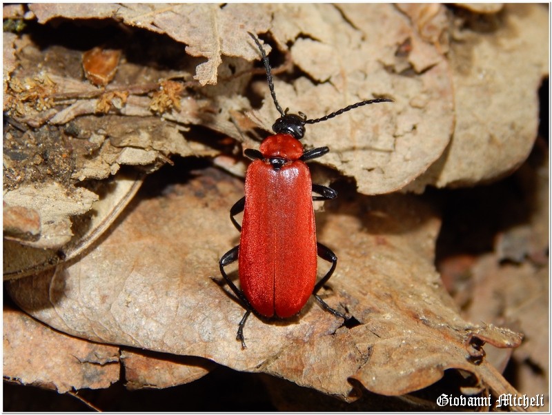 Pyrochroa coccinea
